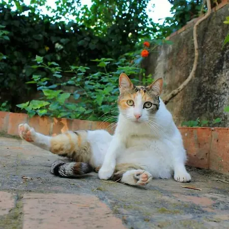 Casa Lucky - Anacapri Holiday home